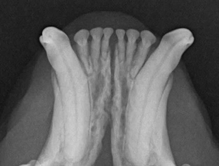 Advanced Digital Dental Imaging