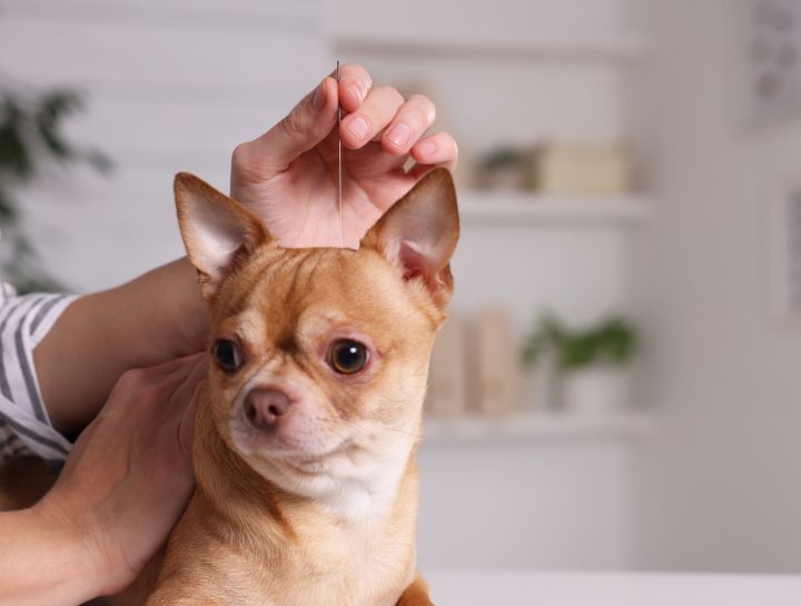 We Offer Animal Acupuncture and Chiropractic Care!
