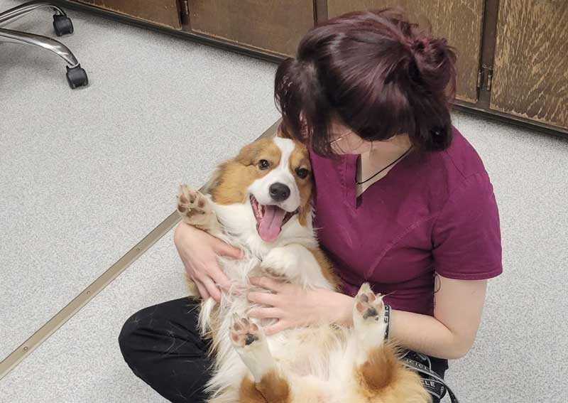 Carousel Slide 4: Dog veterinary care